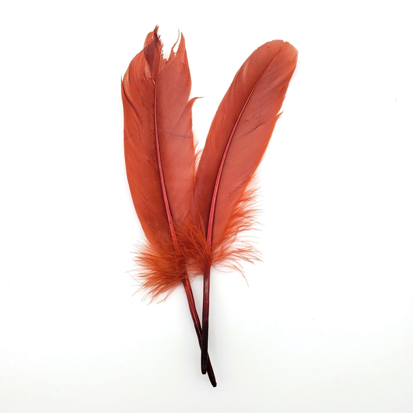 Rust Red Feathers